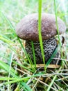 Mushrooms in the forest. Royalty Free Stock Photo